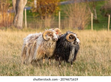 Old Norwegian sheep, is a traditional sheep breed in Norway. The male has large horns, and can be aggressive towards humans.