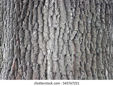 Old Oak Bark