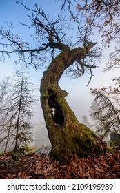 An Old Oak In CHKO Brdy, Czechia.