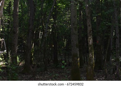Old oak forest