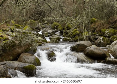 Old oak forest landscape on a misty morning with fog next to small splashing river with flowing water between rocks. - Powered by Shutterstock
