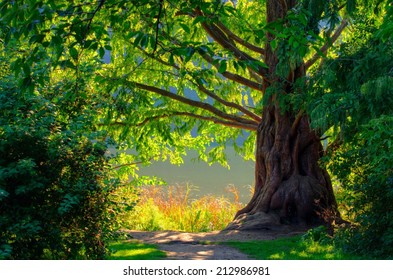 Old Oak In High Park (Toronto)