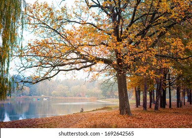 Old Oak On The Shore Of A Forest Lake. Autumn Forest In The Evening Fog.	