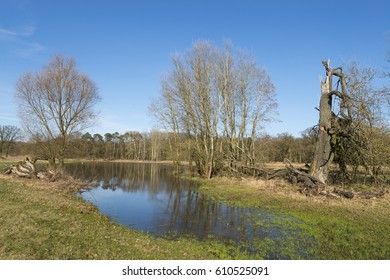 Old oak tree