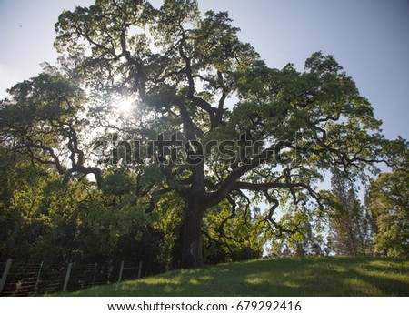 old oak tree