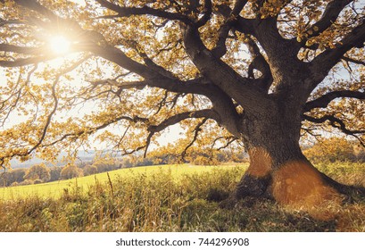 Old Oak Tree At Autumn