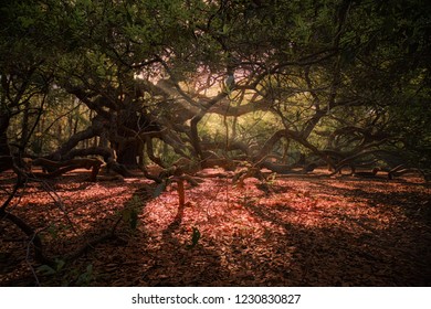 An old oak tree and it's branches casting shadows on a crimson colored ground with sunlight rays peaking through.