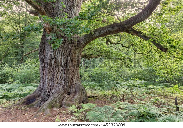 deciduous forest oak tree