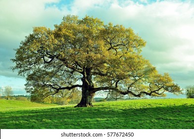 Old Oak Tree In An English Meadow.