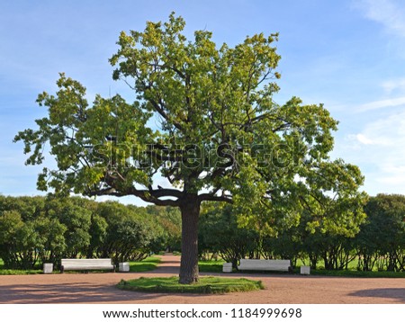 Old oak tree in Field of Mars or Marsovo Polye, large park. Saint-Petersburg, Russia