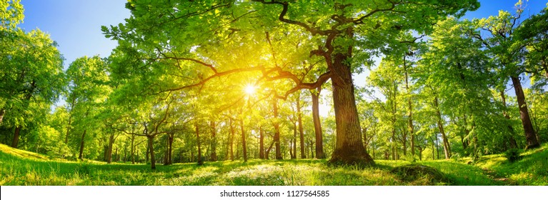 old oak tree foliage in morning light with sunlight