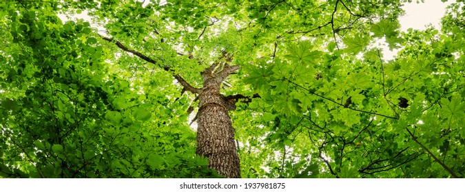 Old oak tree with green lush foliage in cloudy summer day.