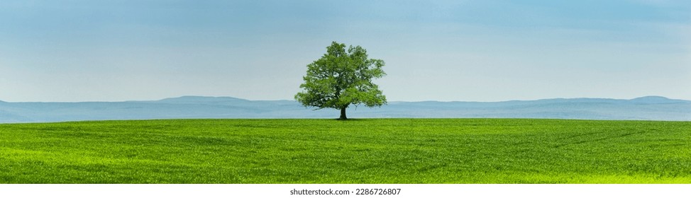 Old oak tree in a green meadow in front of a hilly mountain panorama - Powered by Shutterstock