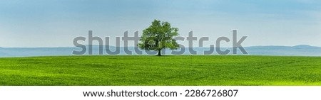 Old oak tree in a green meadow in front of a hilly mountain panorama