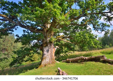 Old Oak Tree In Kvepene, Latvia