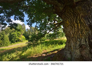 Old Oak Tree In Kvepene, Latvia