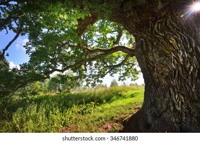 Old Oak Tree In Kvepene, Latvia