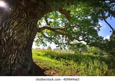 Old Oak Tree In Kvepene, Latvia