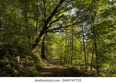 An old oak tree leans over a path in the forest - Powered by Shutterstock