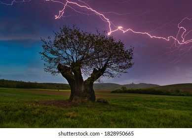 old oak tree in lightning and thunder