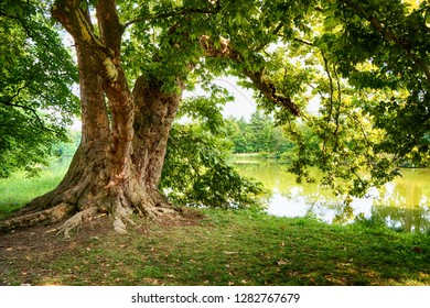 old oak tree as nice natural background