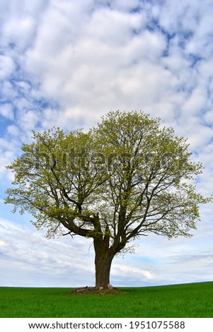 Similar – Image, Stock Photo cherry harvest Branch Tree