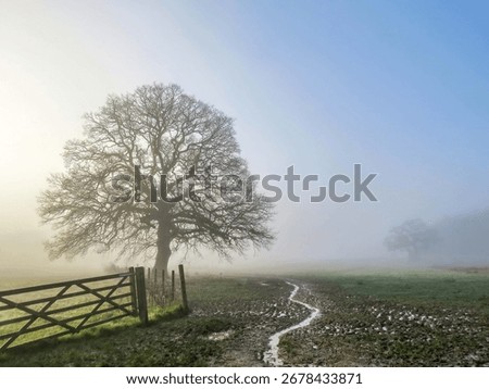 old oak tree in The River Hamble Country Park Hampshire England in the early morning on a frosty winter day with the sun breaking through mist in the background