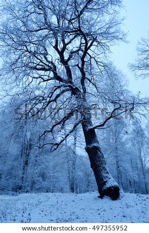 Similar – Silence in the winter forest