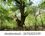Old Oak Tree in the Spring in the Forest Hasbruch, Lower Saxony