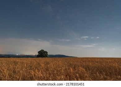 Old oak tree in a wheat field at night - Powered by Shutterstock