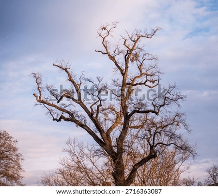 Old oak tree in winter with bare branches against soft blue sky. Symbol of strength, longevity and resilience, showing dormant nature, seasonal change and calm winter landscape.