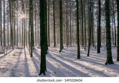 Old oak trees of deciduous stand in sunny winter day, Bialowieza Forest, Poland, Europe
