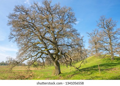 Old Oak Trees At A Esker Landscape View