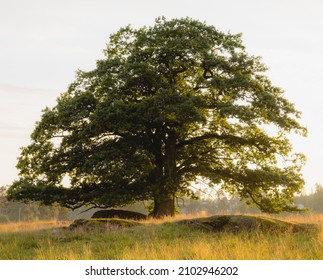 Old Oak Trees In Golden Sun Light From A Setting Sun. 