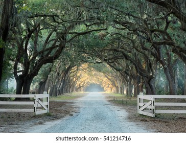 Old Oak Trees Line A Gravel Road In Savannah, Georgia