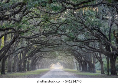 Old Oak Trees Line A Gravel Road In Savannah, Georgia