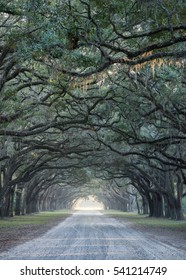 Old Oak Trees Line A Gravel Road In Savannah, Georgia