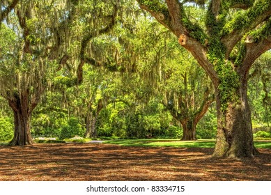 Old Oak Tress In South Carolina