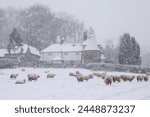 Old oast house and sheep in snow-covered field in snow storm taken from footpath, Burwash, East Sussex, England, United Kingdom, Europe