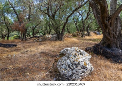 In The Old Olive Orchard, Corfu Island, Greece