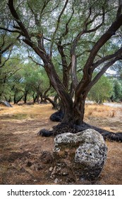 In The Old Olive Orchard, Corfu Island, Greece