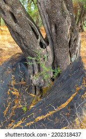 In The Old Olive Orchard, Corfu Island, Greece