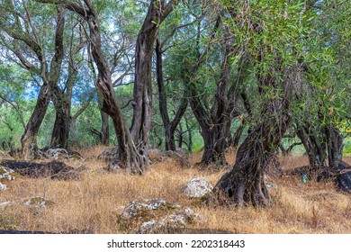 In The Old Olive Orchard, Corfu Island, Greece