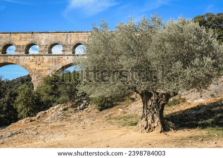 Old olive tree in ancient Roman bridge Pont du Gard near Vers-Pont-du-Gard town, France