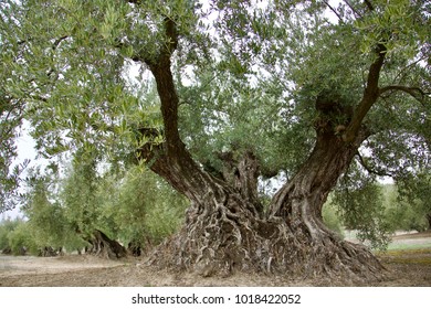 Pohon gharqad