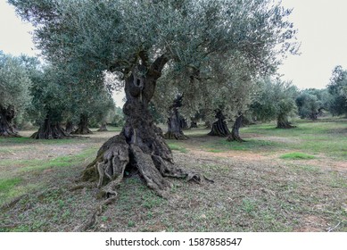 Old Olive Tree In Greece