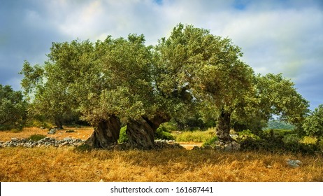 An Old Olive Tree In Greece, Zakynthos.