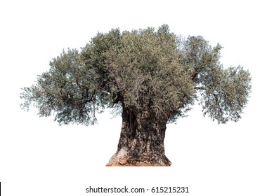 old olive tree isolated on white