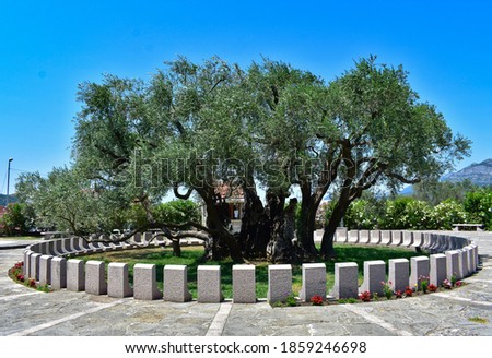 Old Olive Tree, Stara Maslina, Montenegro