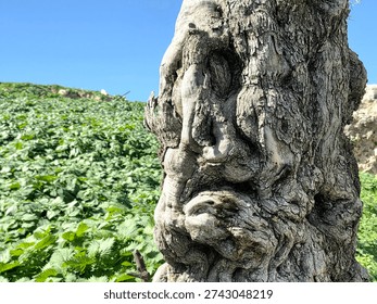 Old olive tree trunk . 